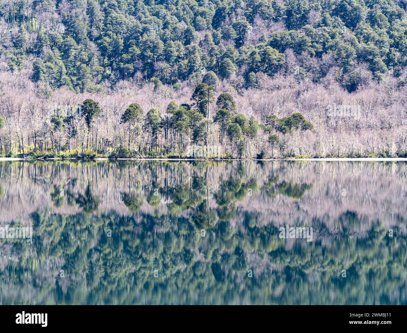 Lago Lago Quilleihue, superficie tranquilla, riflessi sull'acqua, alberi di araucaria, Villarica NP vicino a Paso Tromen Ó Mamuil Malal, Cile Foto Stock