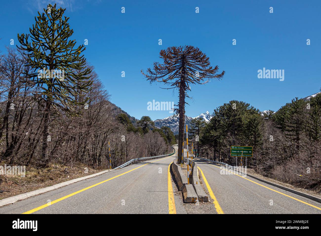Foresta di Araucaria, un solo albero divide la strada, ad ovest di Paso Tromen o Mamuil Malal, Parco Nazionale di Villarica, Cile Foto Stock