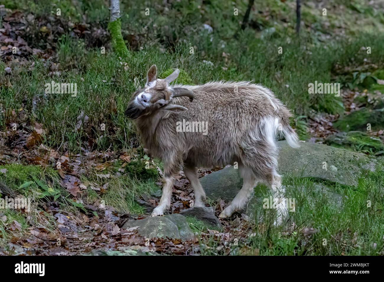 Capra selvaggia a Glendalough, con testa inclinata che guarda la fotocamera Foto Stock