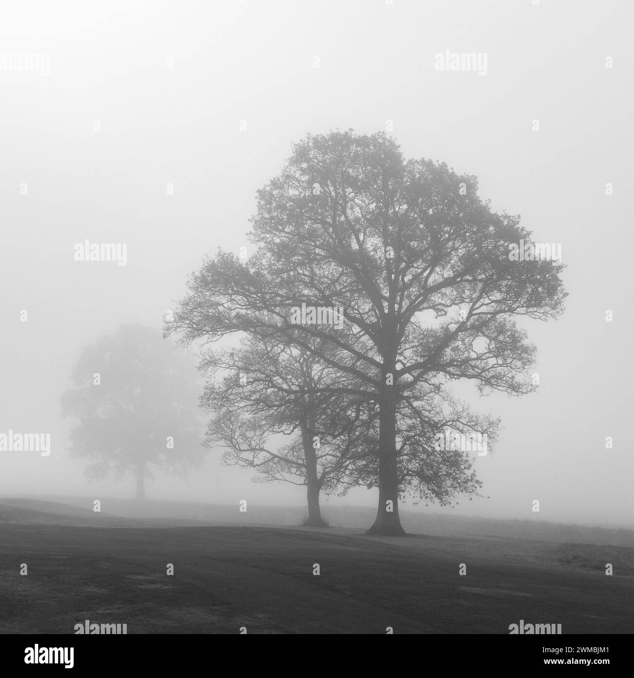 Alberi su una collina nella nebbia Foto Stock