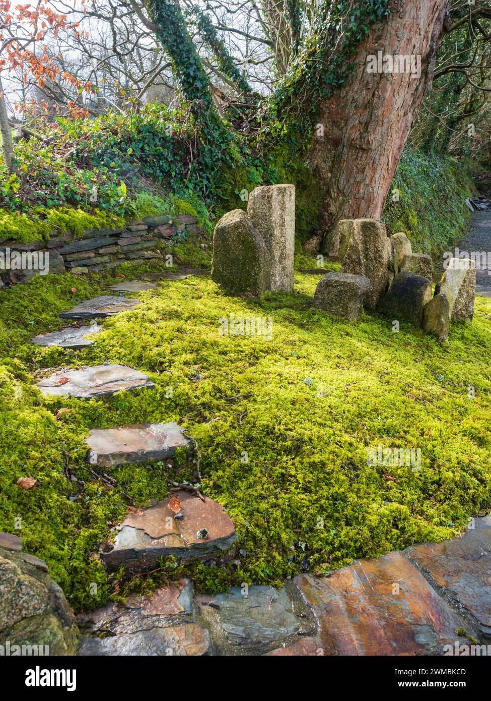 Giardino di muschio rialzato di influenza giapponese utilizzando pietre di granito locali e lastre di ardesia presso la Garden House, Devon, Regno Unito Foto Stock