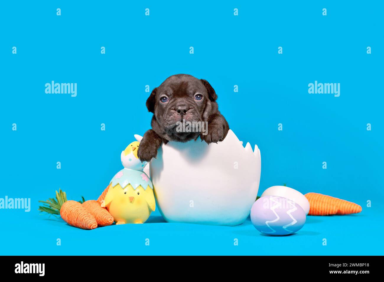 Simpatico cucciolo di cane Bulldog francese nero con guscio d'uovo e decorazione pasquale su sfondo blu Foto Stock