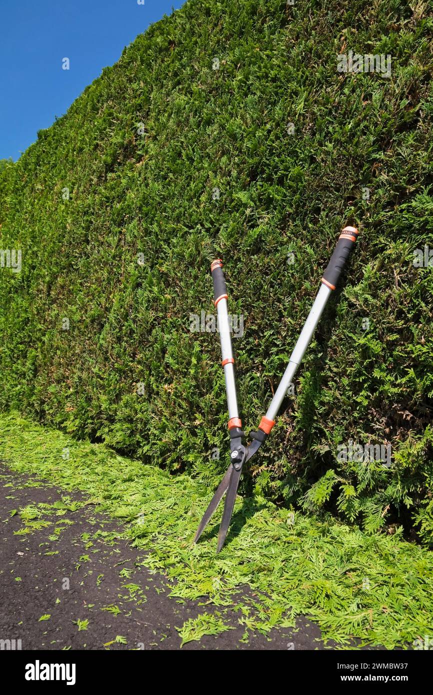 Thuja occidentalis ritagliata - siepe di cedro con cesoie da giardino argentate e arancioni e rifilature su vialetto di asfalto nero in estate. Foto Stock