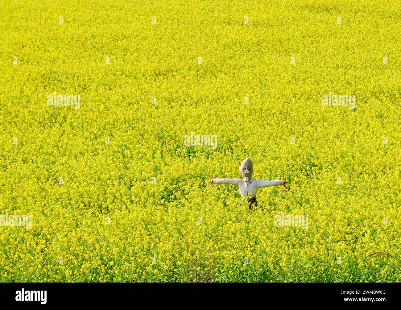 Lo Spaventapasseri in un campo di senape Foto Stock