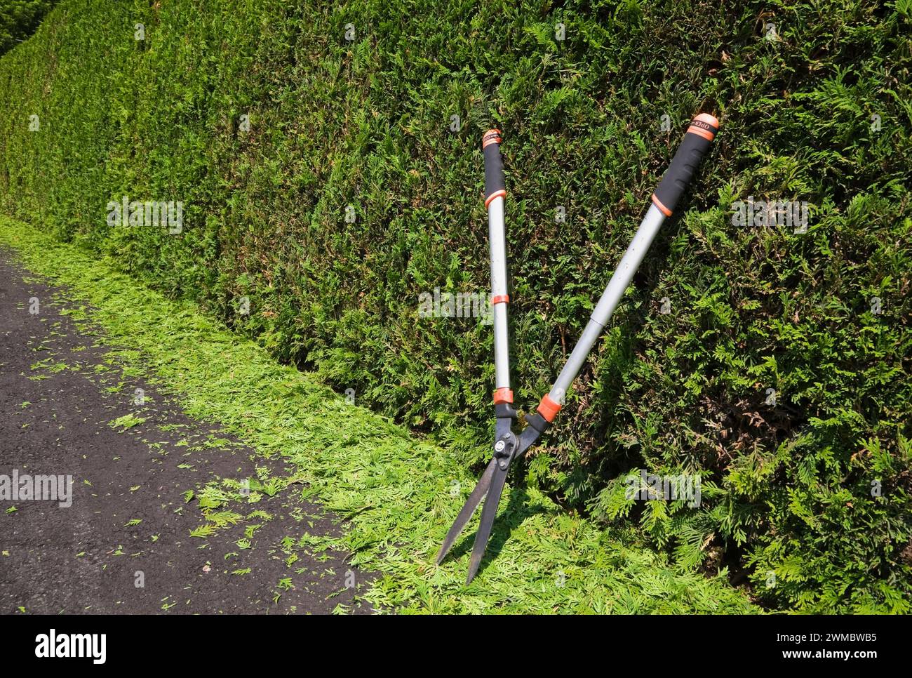 Thuja occidentalis ritagliata - siepe di cedro con cesoie da giardino argentate e arancioni e rifilature su vialetto di asfalto nero in estate. Foto Stock