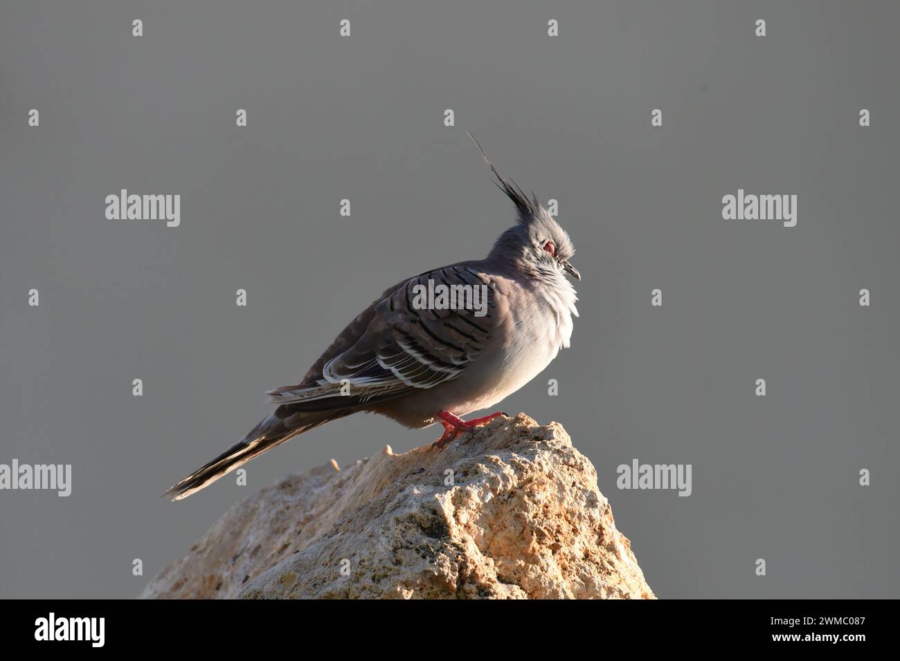 Piccione crestato (Ocyphaps lophotes) che fa un pisolino al caldo sole del pomeriggio Foto Stock