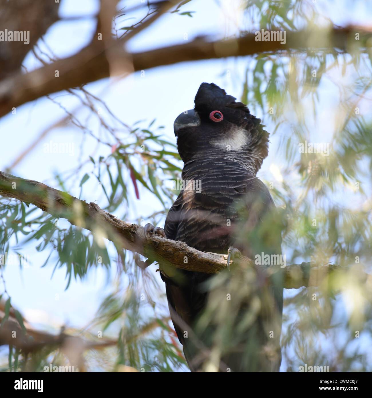 Il cockatoo nero di Carnaby (Zanda latirostris) maschile adulto ha un becco grigio scuro e anelli oculari rosa Foto Stock