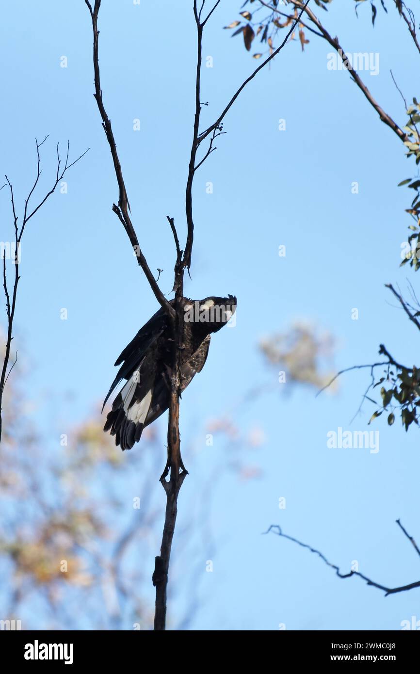 Cockatoo nero di Carnaby femmina (Zanda latirostris) sul belvedere in un albero Foto Stock