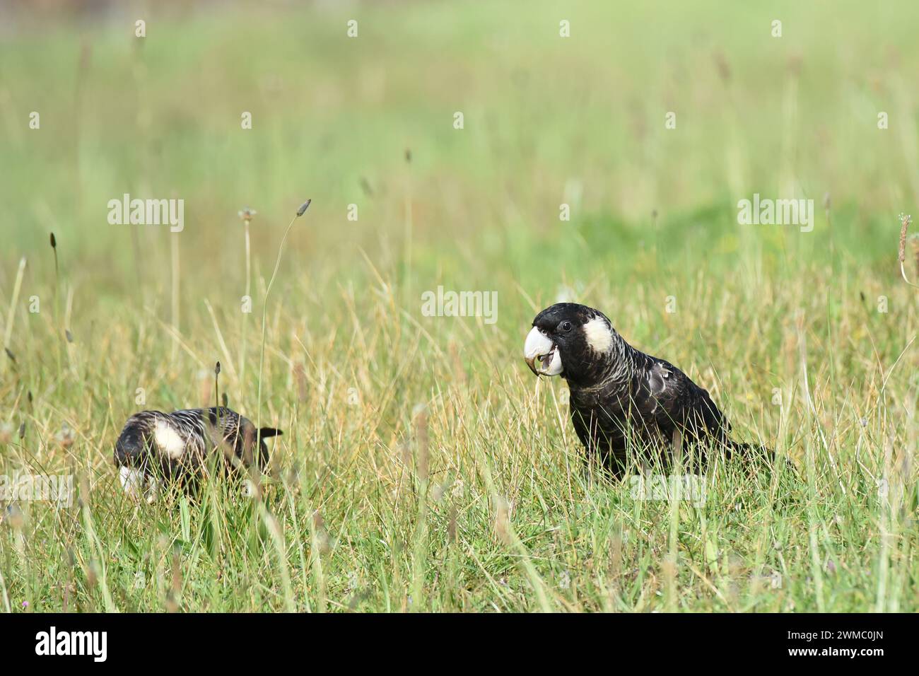 Il cockatoo nero di Carnaby (Zanda latirostris), noto anche come cockatoo nero a becco corto, è un grande cockatoo nero endemico del sud-ovest dell'Australia. Foto Stock