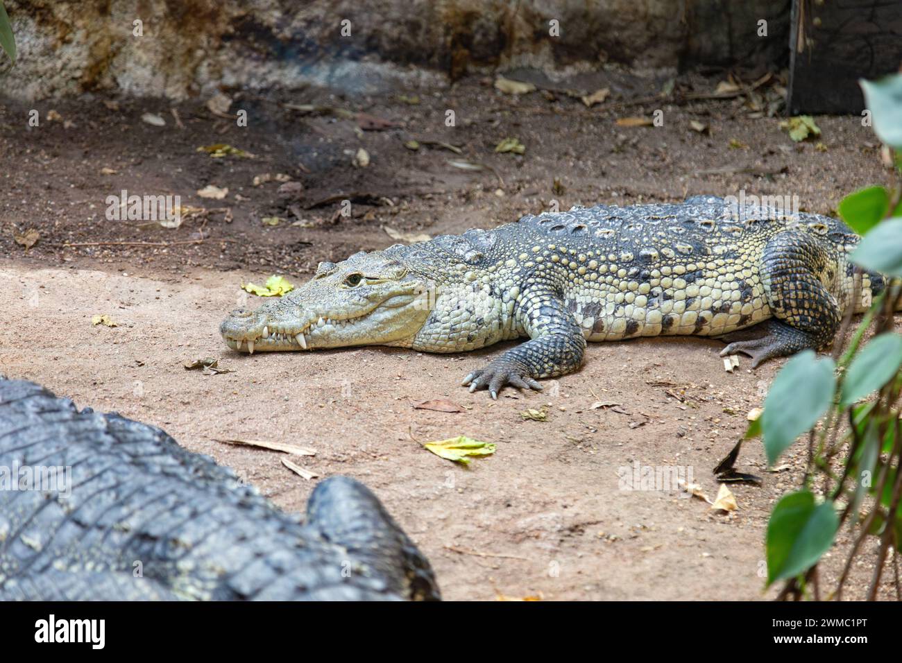 Coccodrillo, zoo di Schönbrunn, Vienna, Austria, Europa. Foto Stock