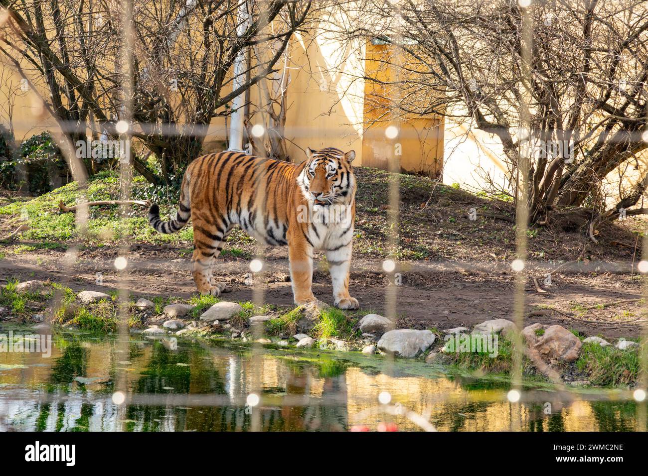 Tigre siberiana allo zoo di Schönbrunn, Vienna, Austria, Europa. Foto Stock