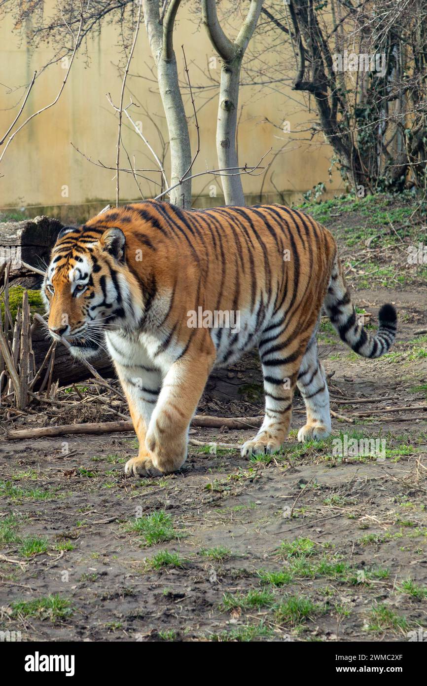 Tigre siberiana allo zoo di Schönbrunn, Vienna, Austria, Europa. Foto Stock