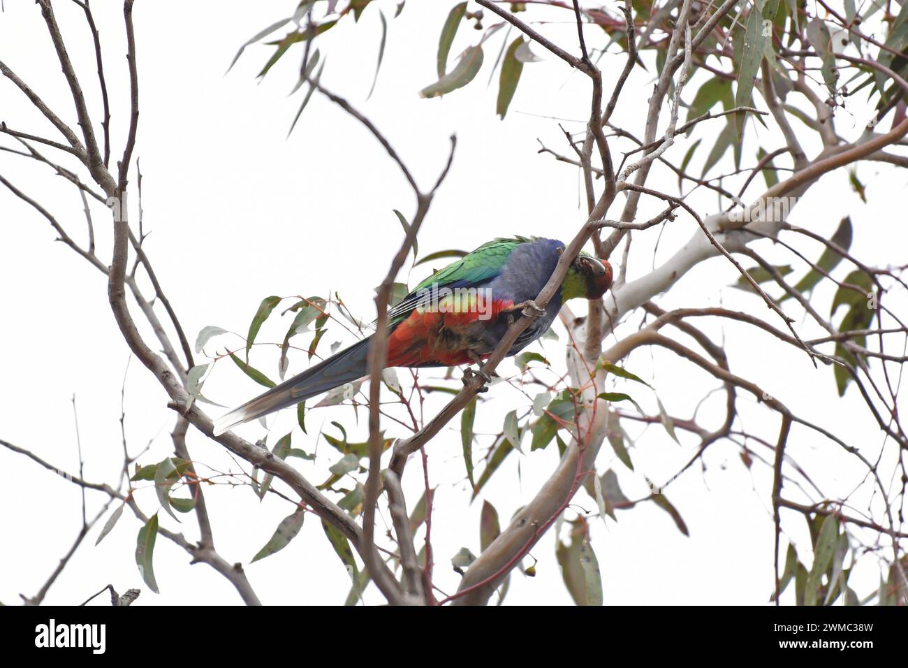 Il pappagallo dal tetto rosso (Purpureicephalus spurius) ha una brillante corona cremisi, guance verde-gialle e un caratteristico becco lungo Foto Stock