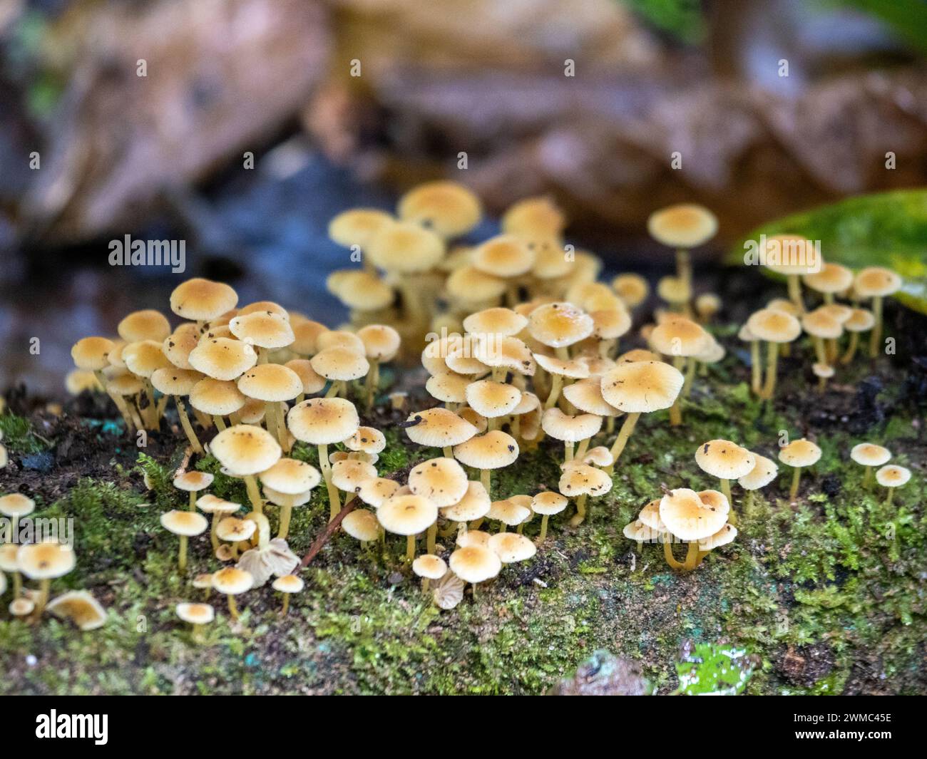 Funghi nella foresta pluviale del Parco Nazionale impenetrabile di Bwindi, Uganda. Foto Stock