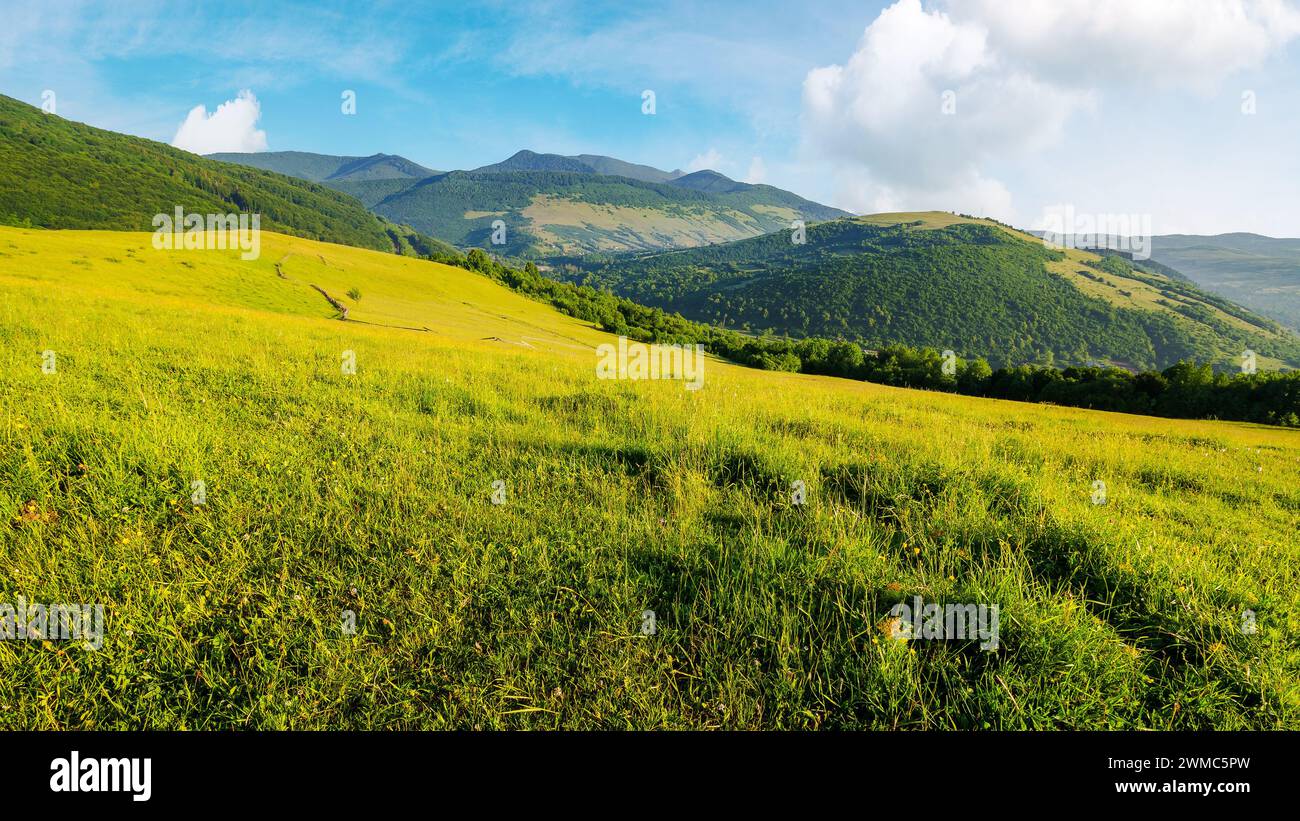 paesaggio della campagna dei carpazi in una soleggiata mattinata d'estate. pascolo rurale erboso sulla collina. catena montuosa in lontananza Foto Stock