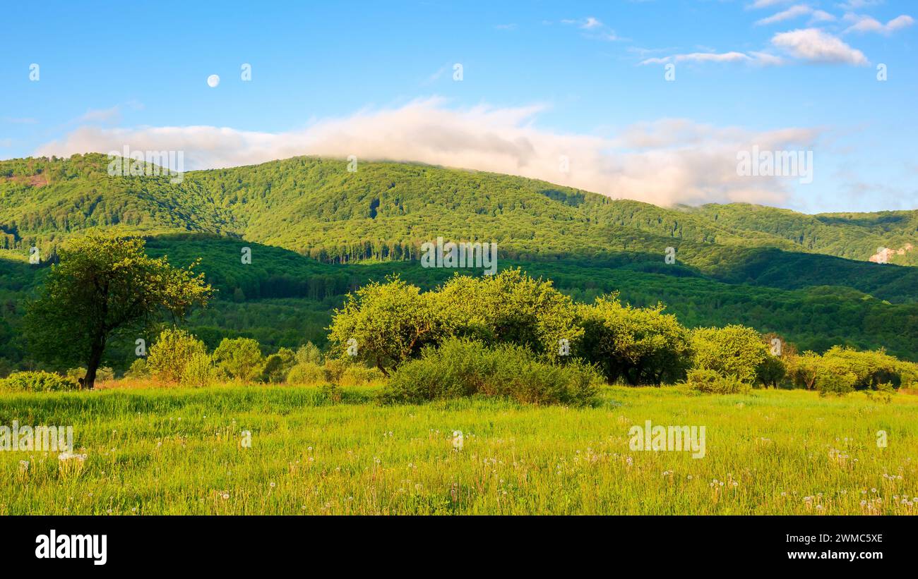 paesaggio della campagna dei carpazi in primavera. paesaggio rurale montuoso dell'ucraina con prati erbosi di fronte a una collina boscosa sotto un cielo blu con Foto Stock