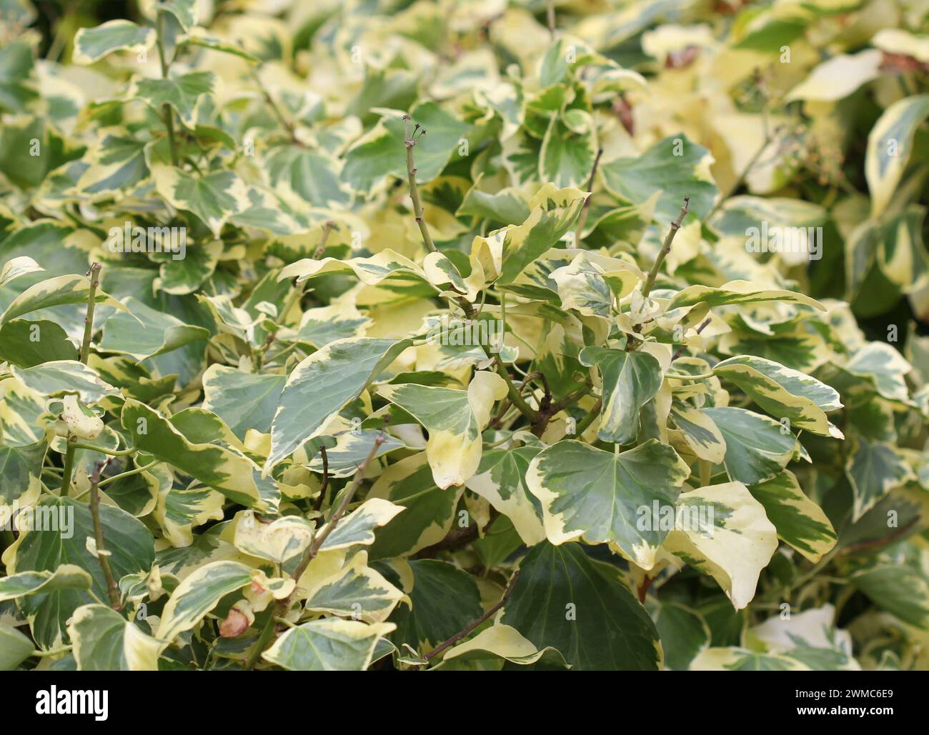 Un primo piano di Hedera, edera variegata con bordi crema Foto Stock