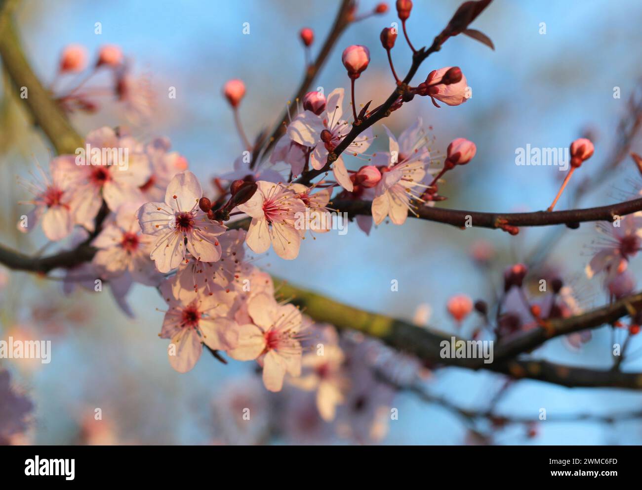 Un primo piano di Prunus cerasifera, fiore di prugna con foglie viola Foto Stock