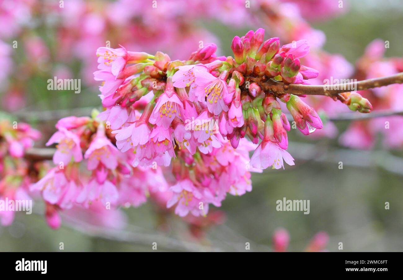 La fioritura rosa dell'albero di Prunus, ciliegio fiorente, in primavera Foto Stock