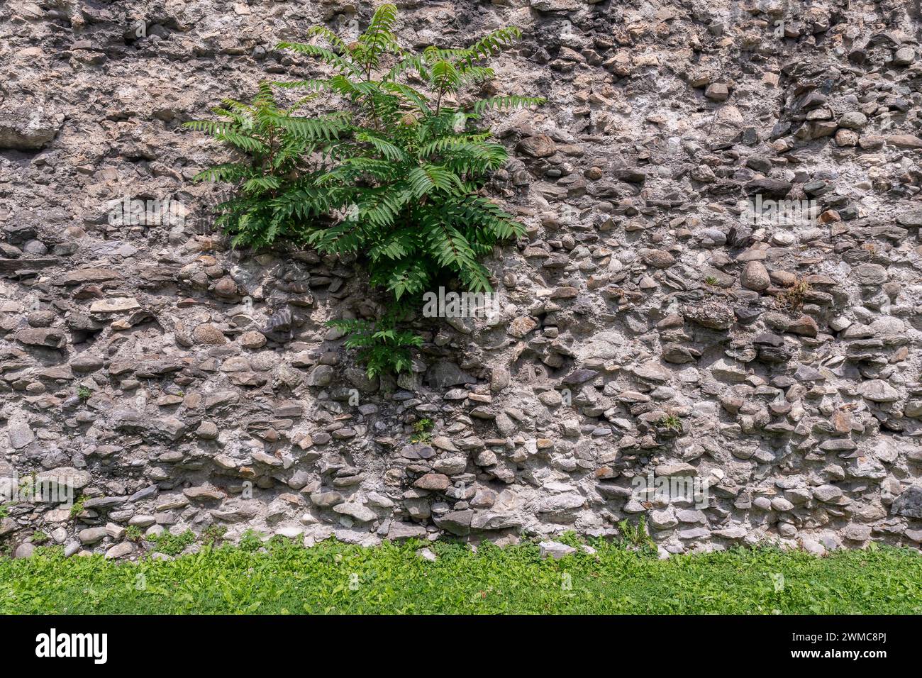 Particolare delle mura cittadine, costruite in epoca romana, con piante coltivate tra le pietre, Aosta, Valle d'Aosta, Italia Foto Stock