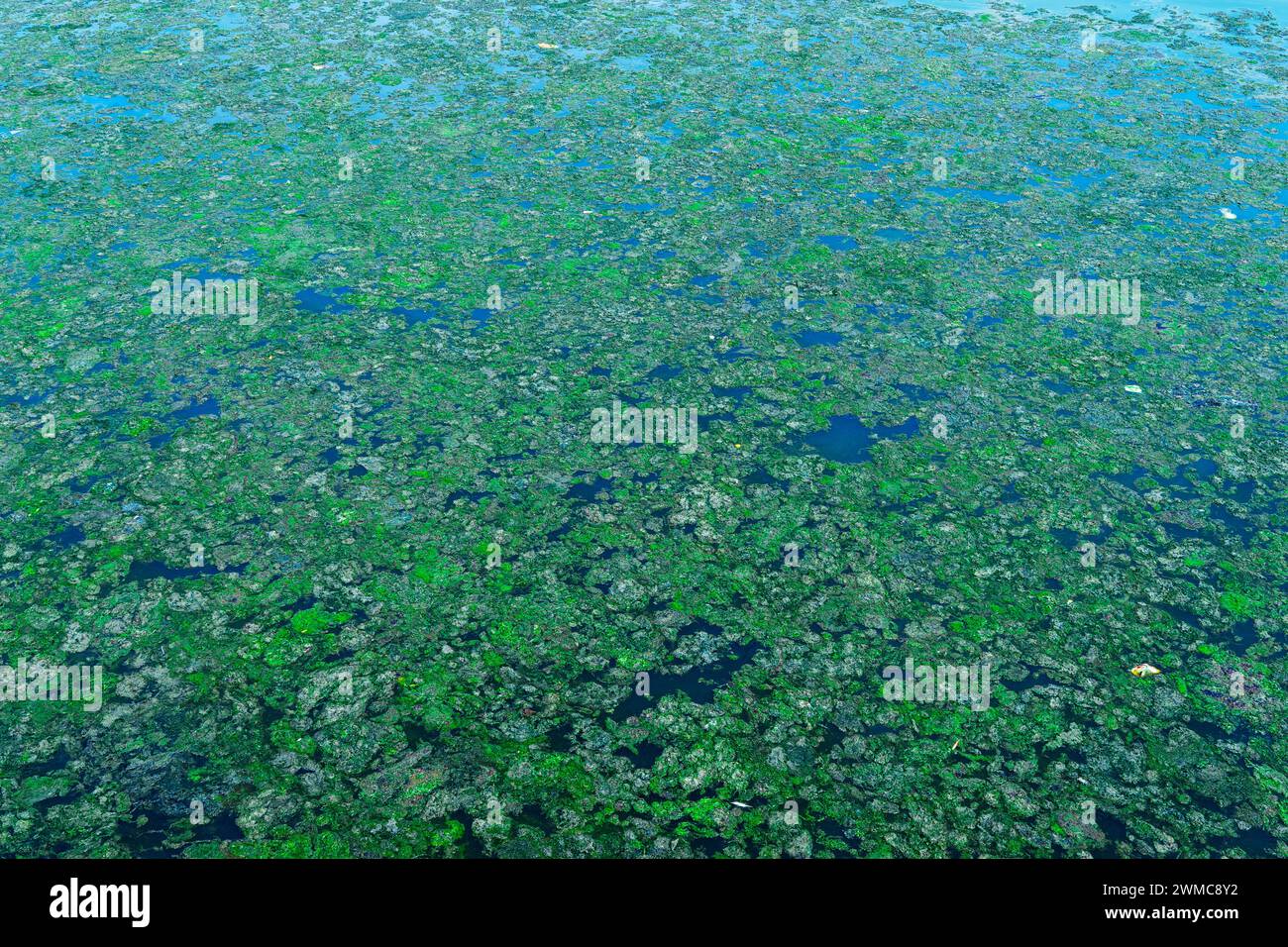 Acque reflue sporche sulla superficie del mare. Olio usato, olio combustibile e lubrificante pesante. Pellicola oleosa sporca sulla superficie del mare turchese sulla b Foto Stock