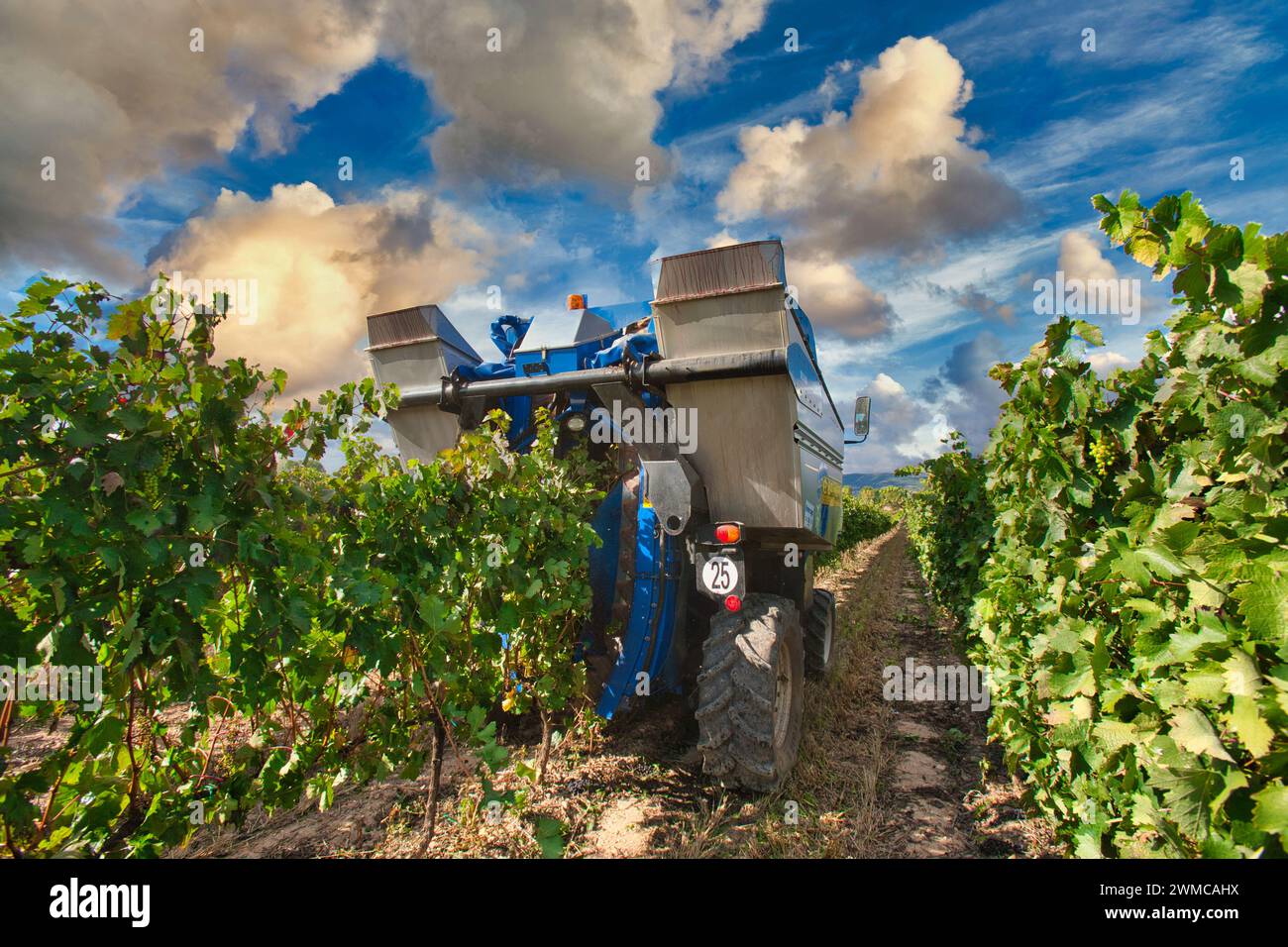 Vendemmiatrice, Vintage, Haro, la Rioja, Spagna, Europa Foto Stock
