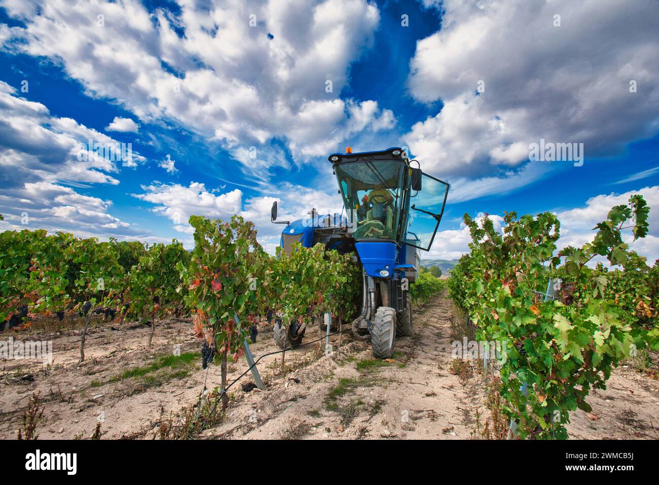 Vendemmiatrice, Vintage, Haro, la Rioja, Spagna, Europa Foto Stock