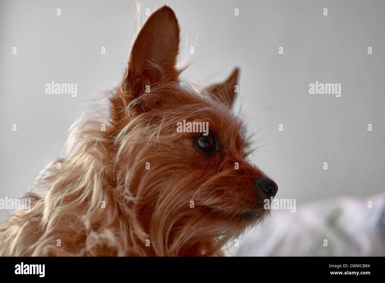 Un piccolo simpatico cane peloso della razza Yorkshire terrier, con orecchie grandi e lunghi capelli rossi e chiazzosi, fissando Foto Stock