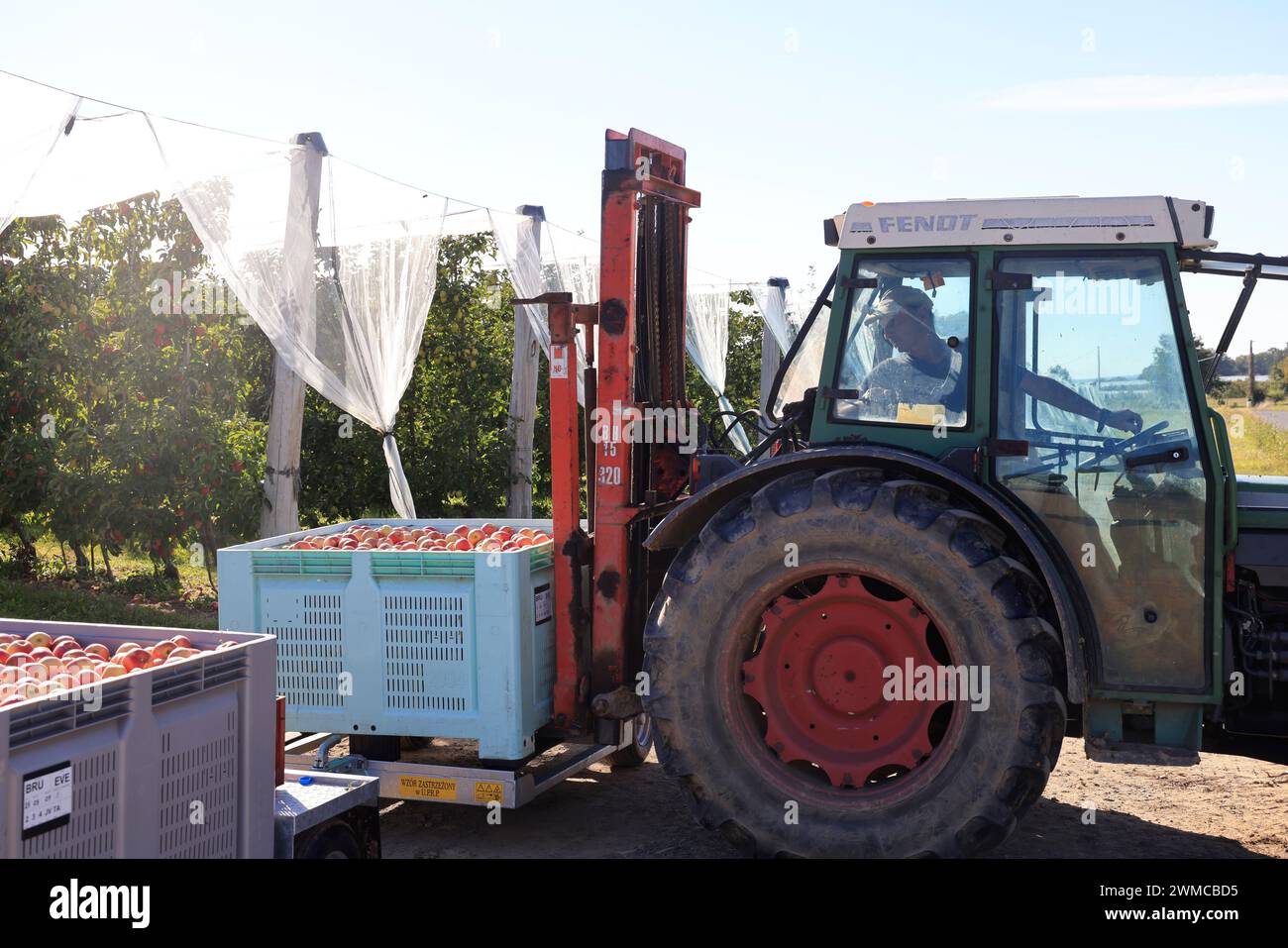 Raccolta di mele sulla “via delle mele del Limousin” in Francia. Agricoltura, coltivazione della mela, cibo umano e crisi del reddito agricolo per gli agricoltori. Corrè Foto Stock