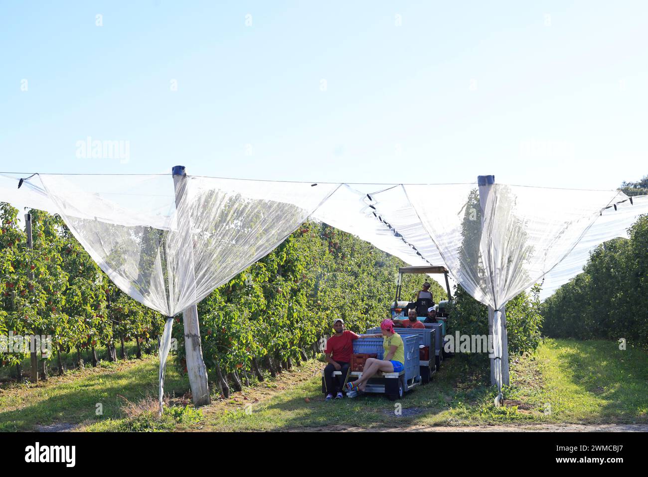 Raccolta di mele sulla “via delle mele del Limousin” in Francia. Agricoltura, coltivazione della mela, cibo umano e crisi del reddito agricolo per gli agricoltori. Corrè Foto Stock