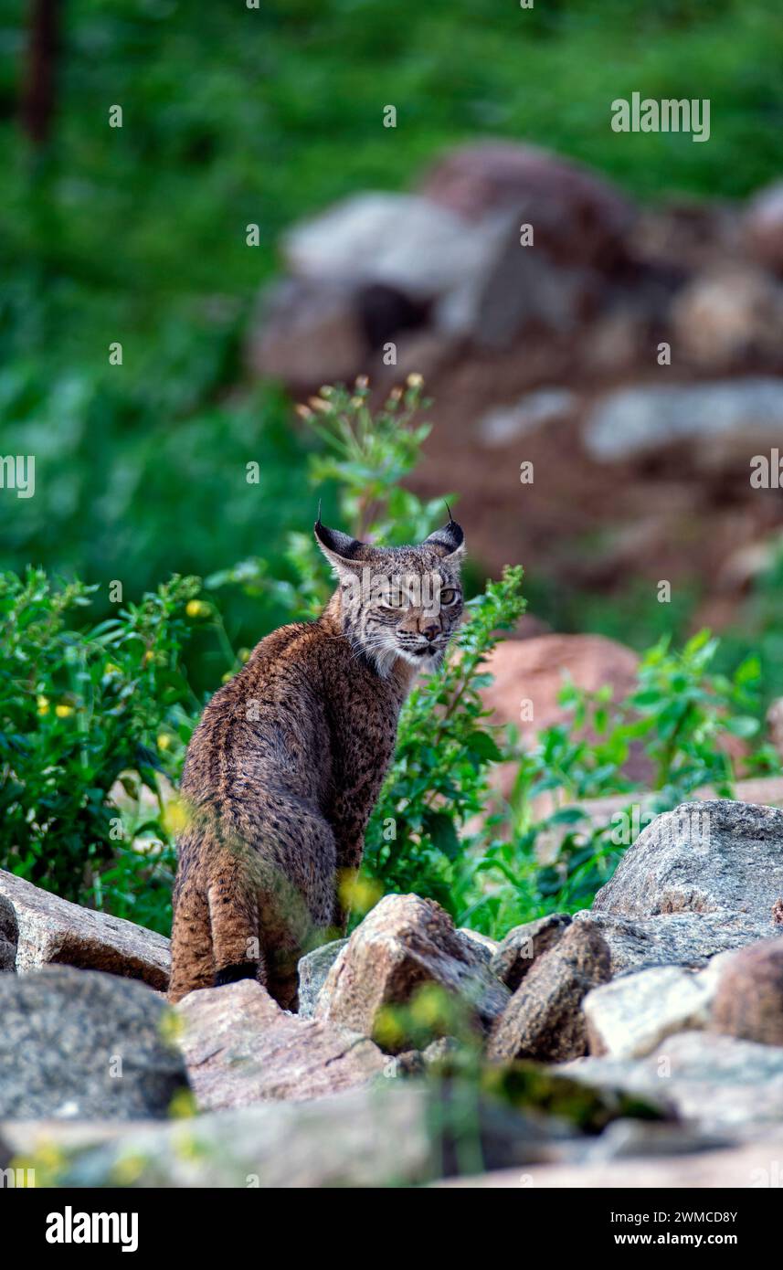 Caccia alla lince iberica nella Sierra de Andujar, Spagna. Foto Stock