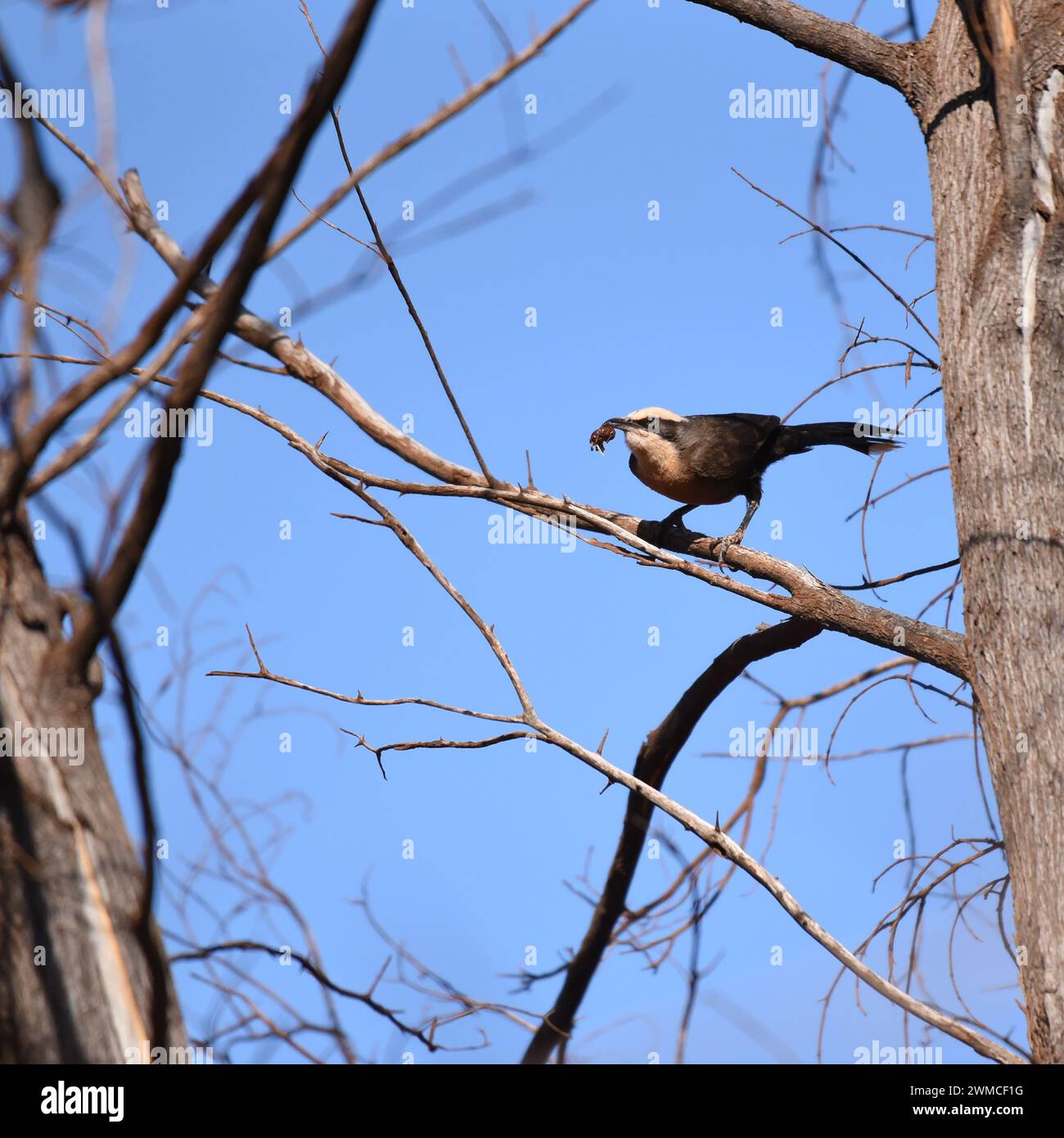 Il pugnale con corona grigia (Pomatostomus temporalis) si trova in foreste aperte e boschi Foto Stock