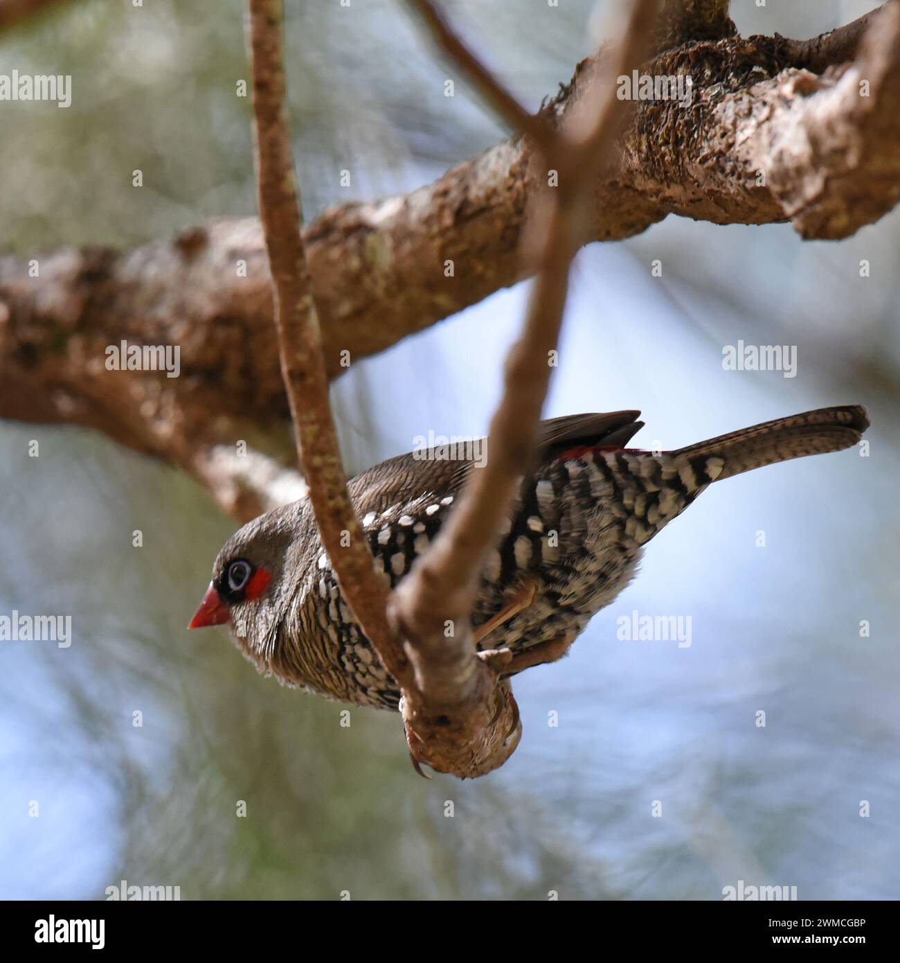 Il firetail dalle orecchie rosse (Stagonopleura oculata) è una piccola specie di uccello simile a un finch Foto Stock