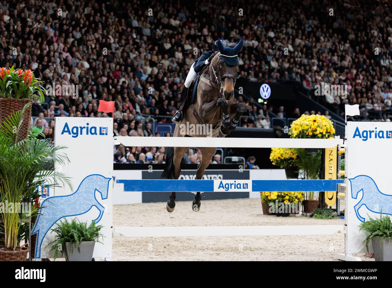 Gothenburg, Svezia. 25 febbraio 2024. Wilma Hellström di Svezia con quinti von Hof durante la CSI5*-W Longines FEI Jumping World Cup™ presentata da Volkswagen al Gothenburg Horse Show il 25 febbraio 2024, Scandinavium, Svezia (foto di Maxime David - MXIMD Pictures) crediti: MXIMD Pictures/Alamy Live News Foto Stock