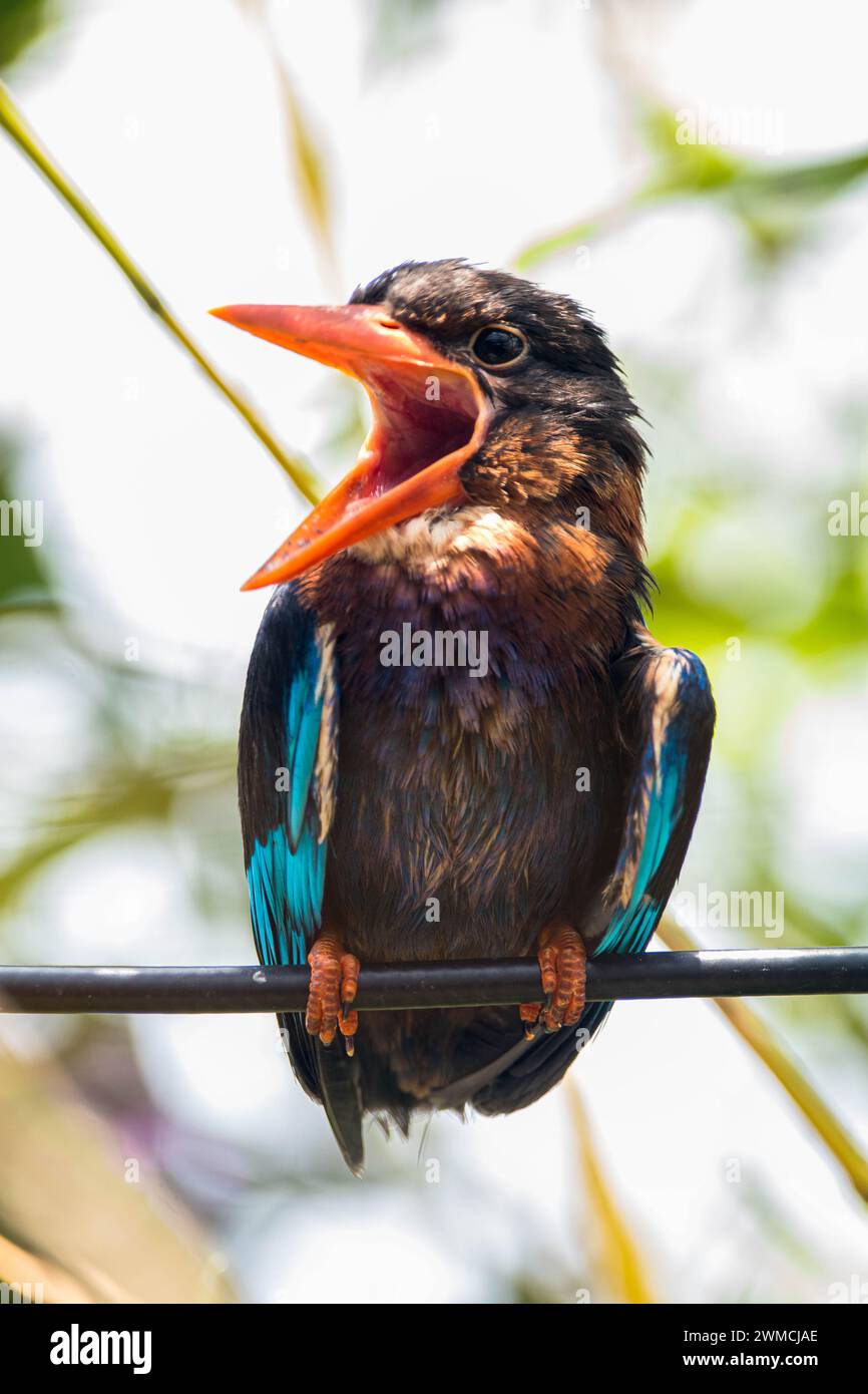 Ritratto di un kingfisher di Giava (Halcyon cyanoventris) con la bocca aperta, Indonesia Foto Stock