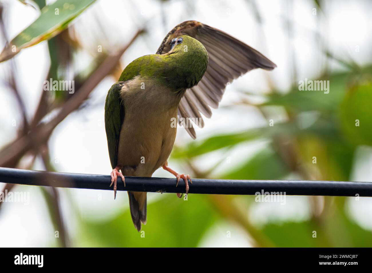 Primo piano di un parrotfinch dalla coda di spillo (Erythrura prasina) su un palo che prepara le sue piume, Indonesia Foto Stock