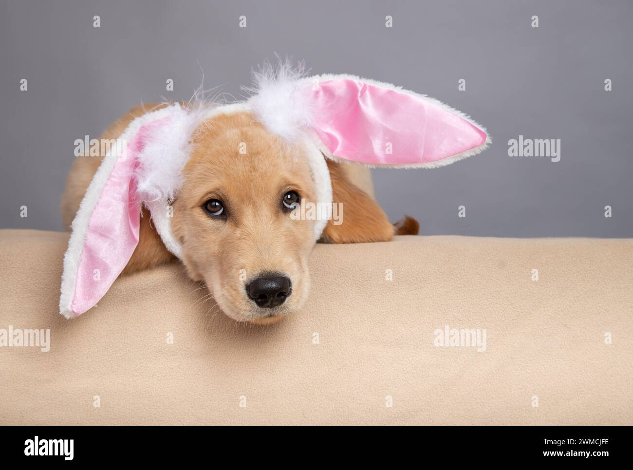 Ritratto ravvicinato di un cucciolo di Golden retriever stanco che indossa orecchie da coniglio steso su un divano Foto Stock