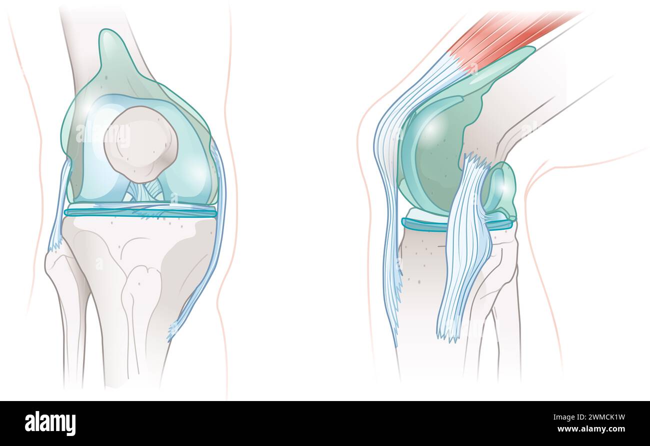 L'articolazione sinoviale del ginocchio è una struttura complessa in cui le ossa si incontrano, avvolta da una membrana sinoviale che secerne il fluido. Questo lubrificante riduce l'attrito Foto Stock