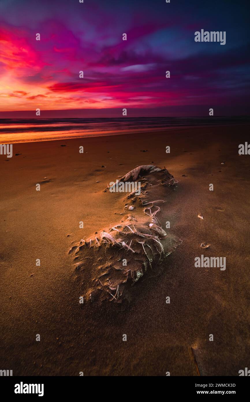 Borsa in tessuto di polipropilene lavato sulla spiaggia al tramonto, Curonian Spit, Lituania Foto Stock