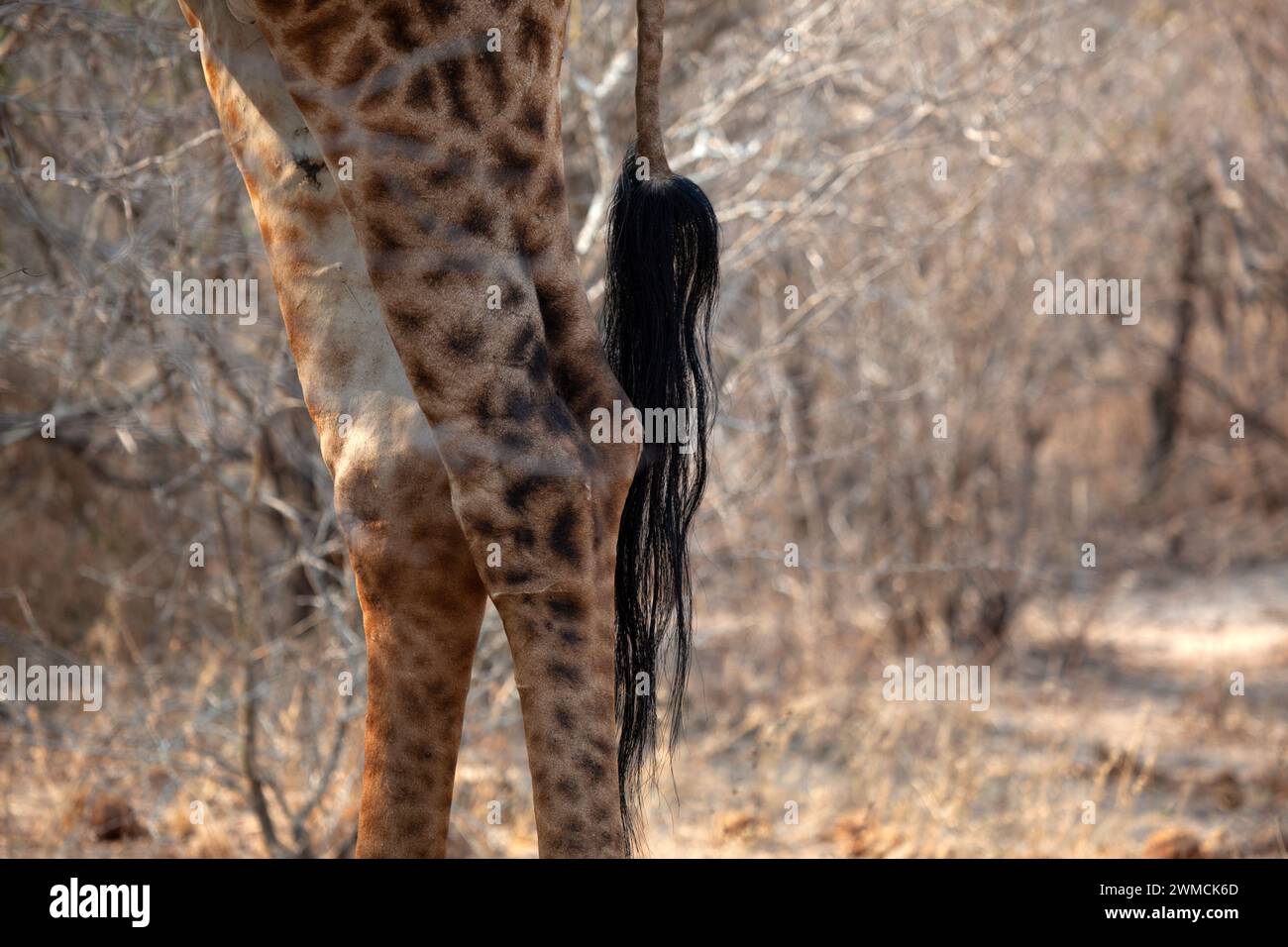 Primo piano delle zampe e della coda di una giraffa, Kruger National Park, Sudafrica Foto Stock