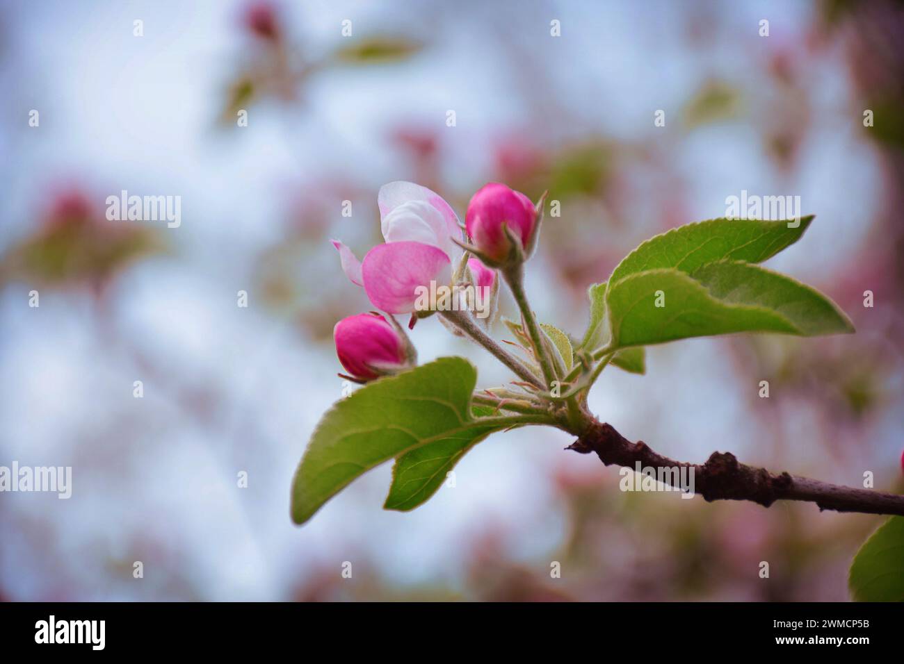 Primo piano di mele in fiore. Alba primaverile nel giardino. Erbe delicate, fragili fiori di mela. È arrivata la primavera. La natura si è svegliata. Iniziare una nuova vita. Beaut Foto Stock