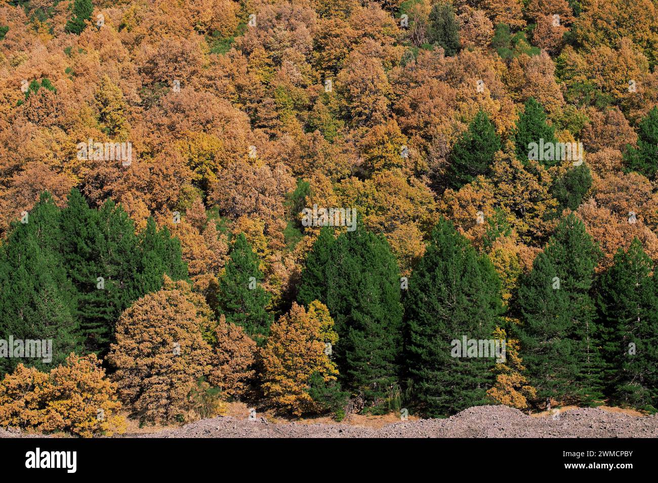 Fogliame autunnale di un bosco misto nel Parco dell'Etna, Sicilia, Italia Foto Stock