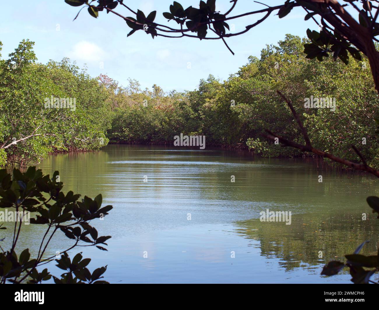 Canale circondato da mangrovie nel parco statale del fiume Oleta. Foto Stock