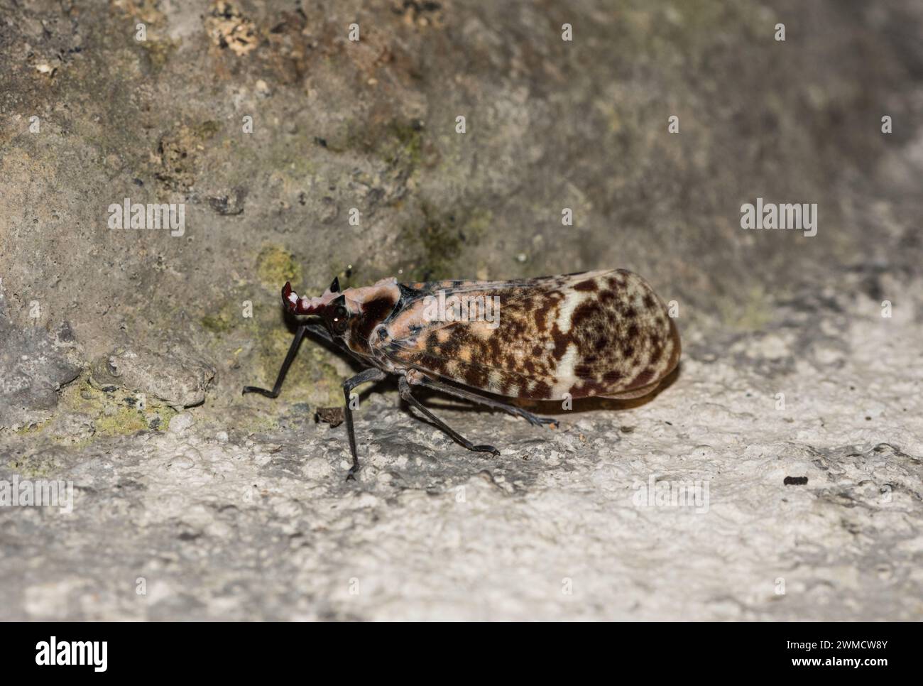 Il bug con testa di drago (Phrictus quinquepartitus), un vero insetto omotero Foto Stock