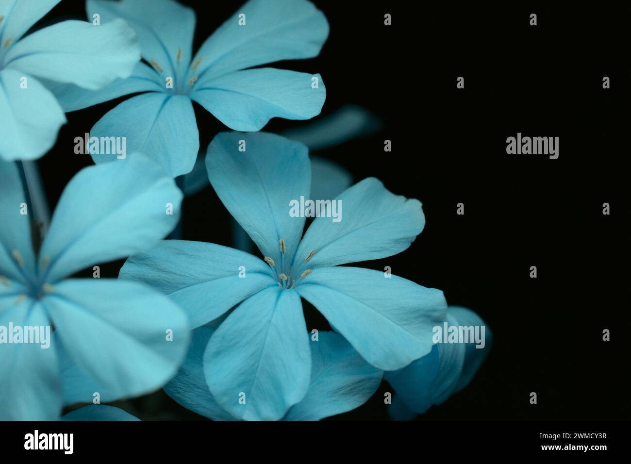 Un primo piano di piccoli fiori plumbago blu Foto Stock