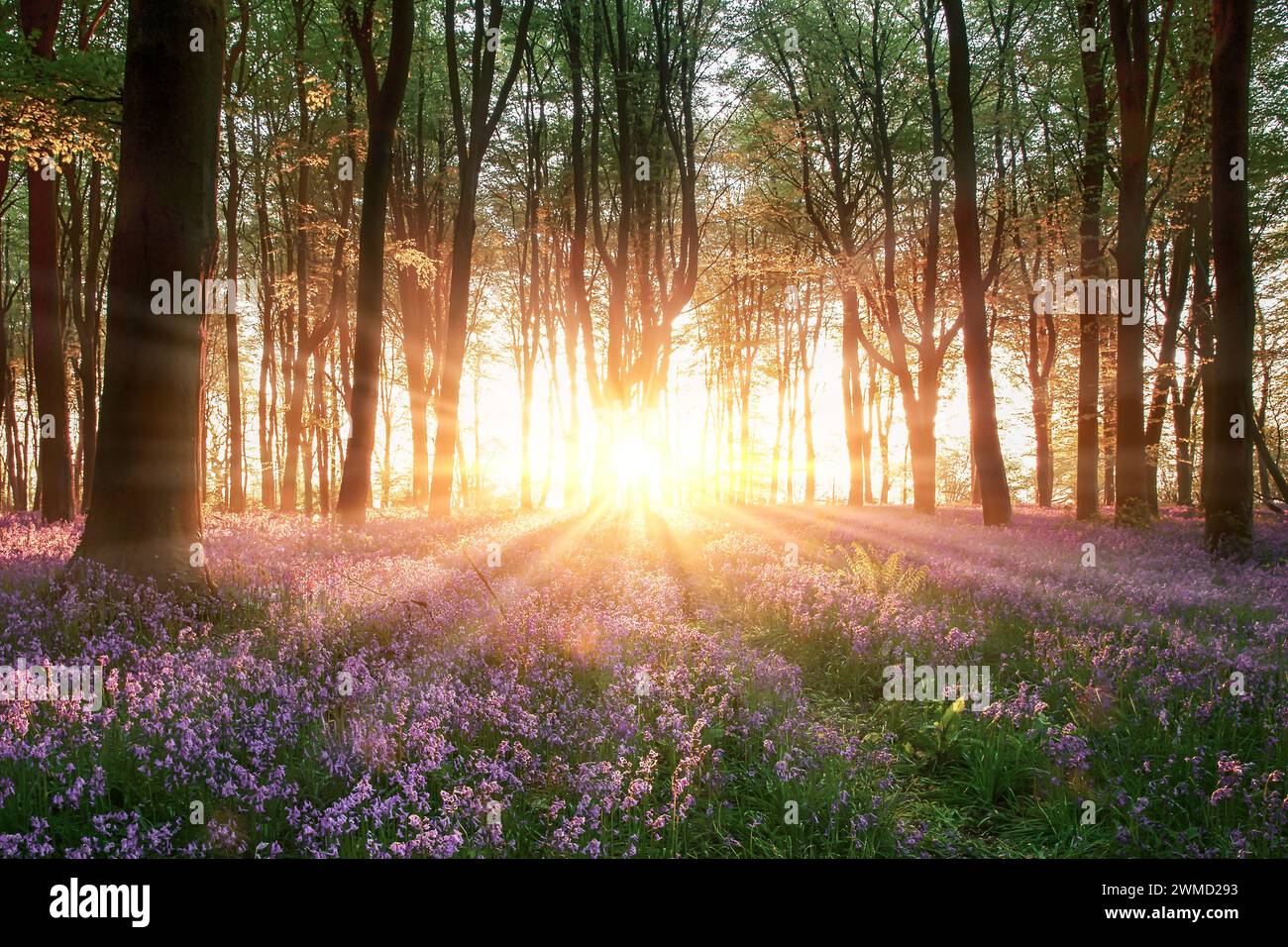 Incredibile alba attraverso la foresta di campanili e gli alberi con raggi di sole e fiori selvatici in primavera. Bosco nell'Hampshire Inghilterra Regno Unito Foto Stock