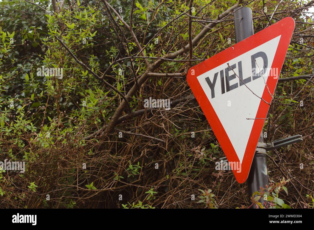 Dublino, Irlanda - 24 febbraio 2024: Una foto di un segno rosso e bianco di Irish Yield tra molti alberi. Foto Stock