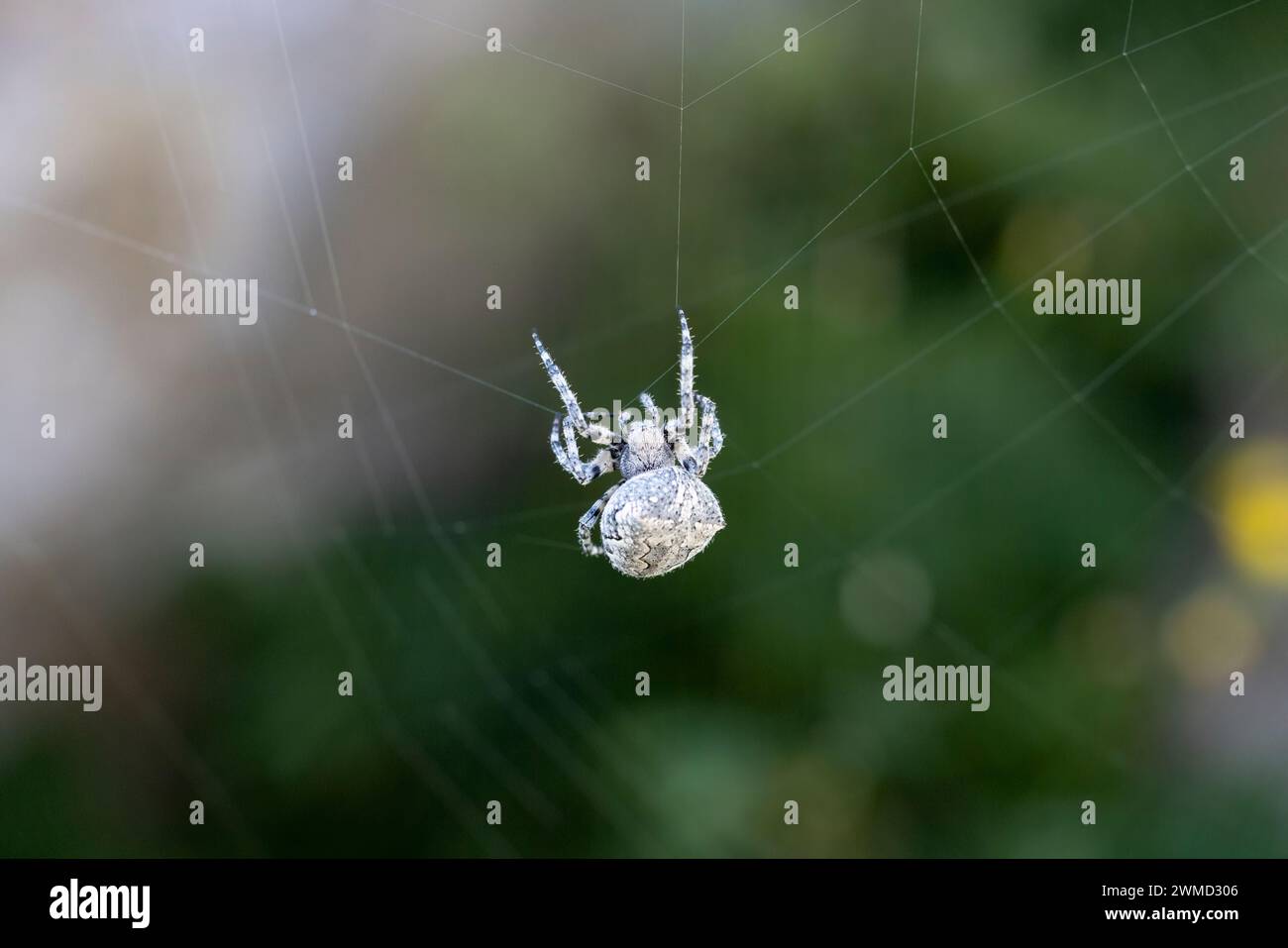 Ragno che gira la sua ragnatela, araneus diadematus. Foto Stock