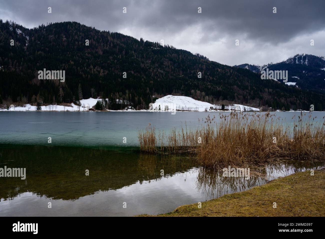 Lago Weissensee paesaggio invernale della costa con canne in Carinzia, Austria Foto Stock