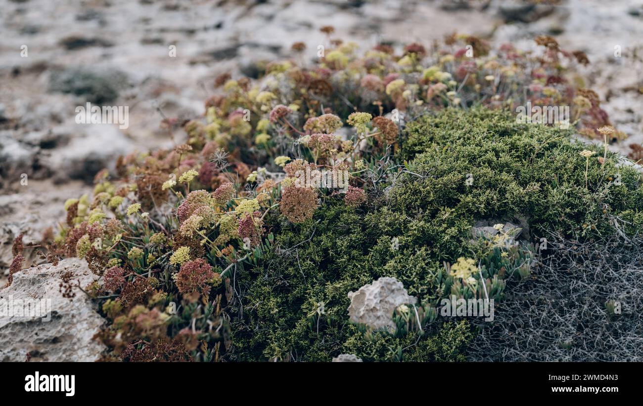 Piante verdi e fogliame secco sulle rocce del Parco Nazionale di Capo Greco, Cipro Foto Stock
